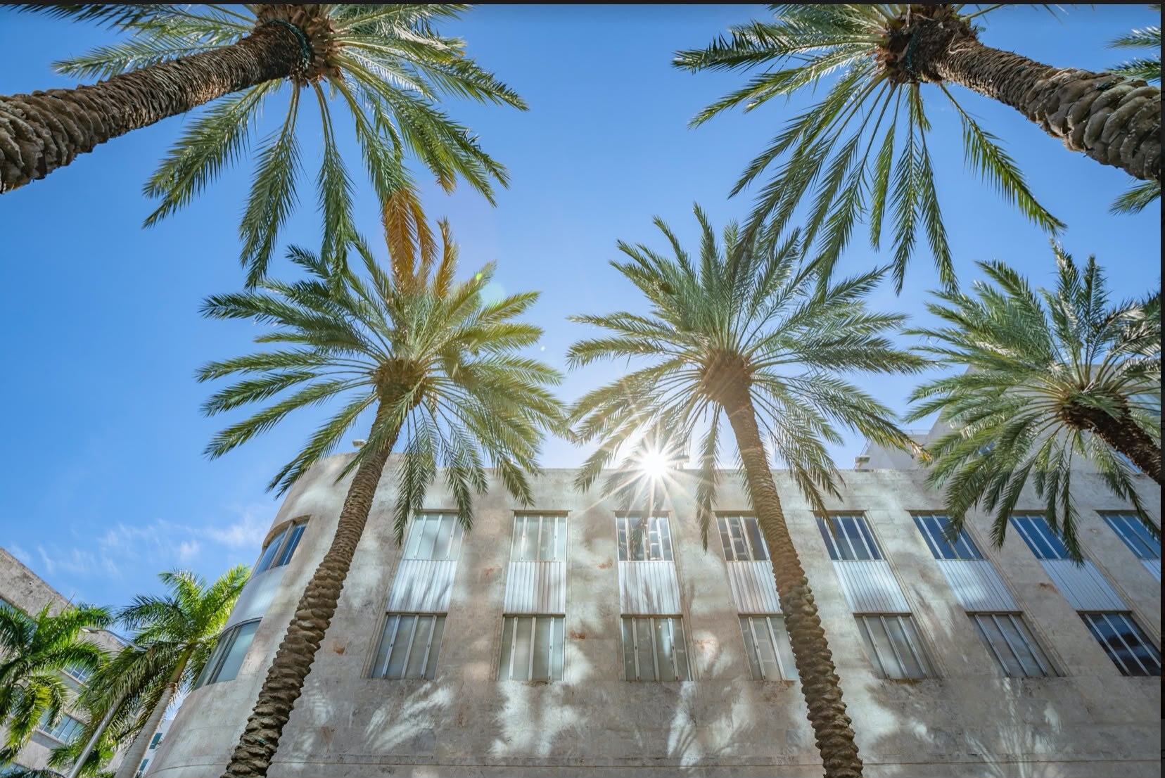 Palms over the studio building on Lincoln Road, Miami Beach